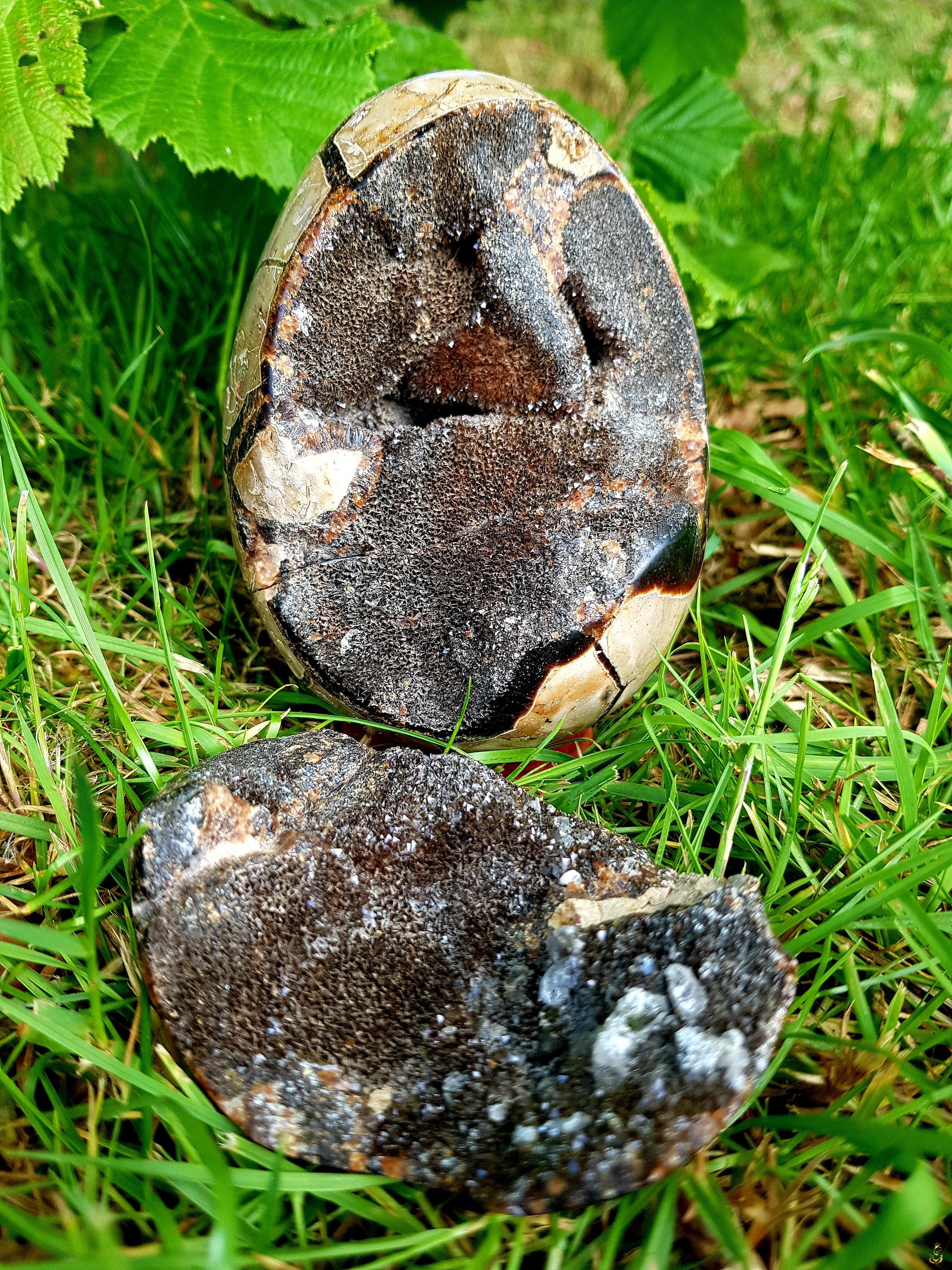 Septaria œuf et son couvercle